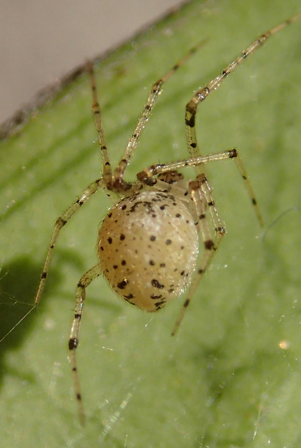 Theridiidae: Platnickina nigropunctata - Motta di Livenza (TV)